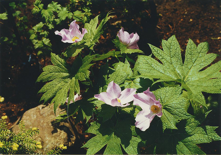 シラネアオイ(キンポウゲ科)