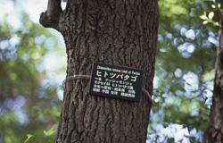 ヒトツバタゴ(別名ナンジャモンジャ) 毛藤勤治撮影