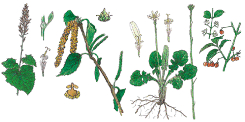 植物(日本の野生植物) 石戸 忠先生