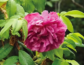 マイカイR. rugosa var. plena の花（北大薬学部附属薬用植物園／2017.7.28）