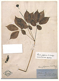 トチバニンジン