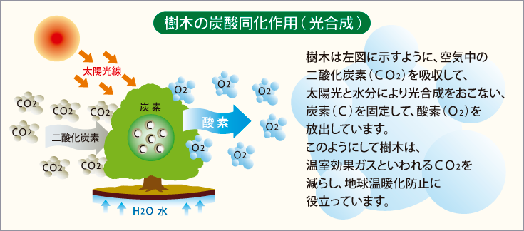 樹木のCO2吸収固定量を見える化!