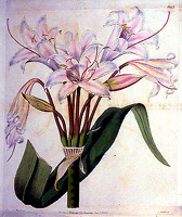 ボタニカル・レジスター(第1297図)1829より