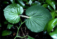 上：小笠原の固有種で直立性のタイヨウフウトウカズラ