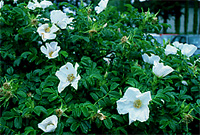 ベニバナトキワマンサク(アカバナトキワマンサクとも呼ばれる)