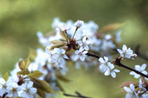 ベニバナトキワマンサク(アカバナトキワマンサクとも呼ばれる)