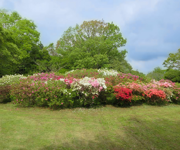 筑波大学植物見本園